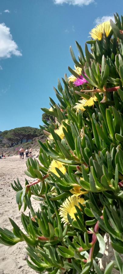 Riccio Di Mare *